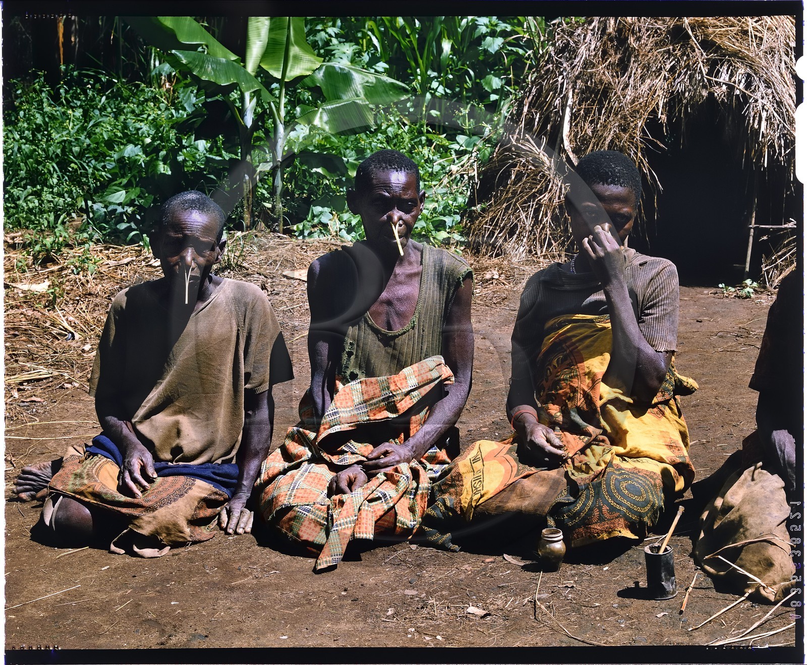 Burundi, Muyinga Province, Twa or Batwa (pygmies) snuffing liquid tobacco, snuffing is very typical of Burundi, the liquid tobacco is poured into the hand and sucked into both nostrils so that it does not flow, a rudimentary clip is placed at the end of the nose but it remains to remove the product when the effect is felt, this inelegant effect and the introduction of cigarettes make snuffing receding rapidly, in the background you can see their very poor straw hut habitat (4x5 reversal film reproduction)
