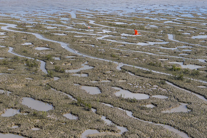 France, Guyane, Cayenne, la mangrove a pris position sur les bancs d'alluvions entrainés des montagnes des Andes par le fleuve Amazone et entoure la totalité de la presqu'île de Cayenne, dans une période cyclique future elle disparaitra complétement pour à nouveau laisser place à la mer, ibis rouge en vol (vue aérienne)