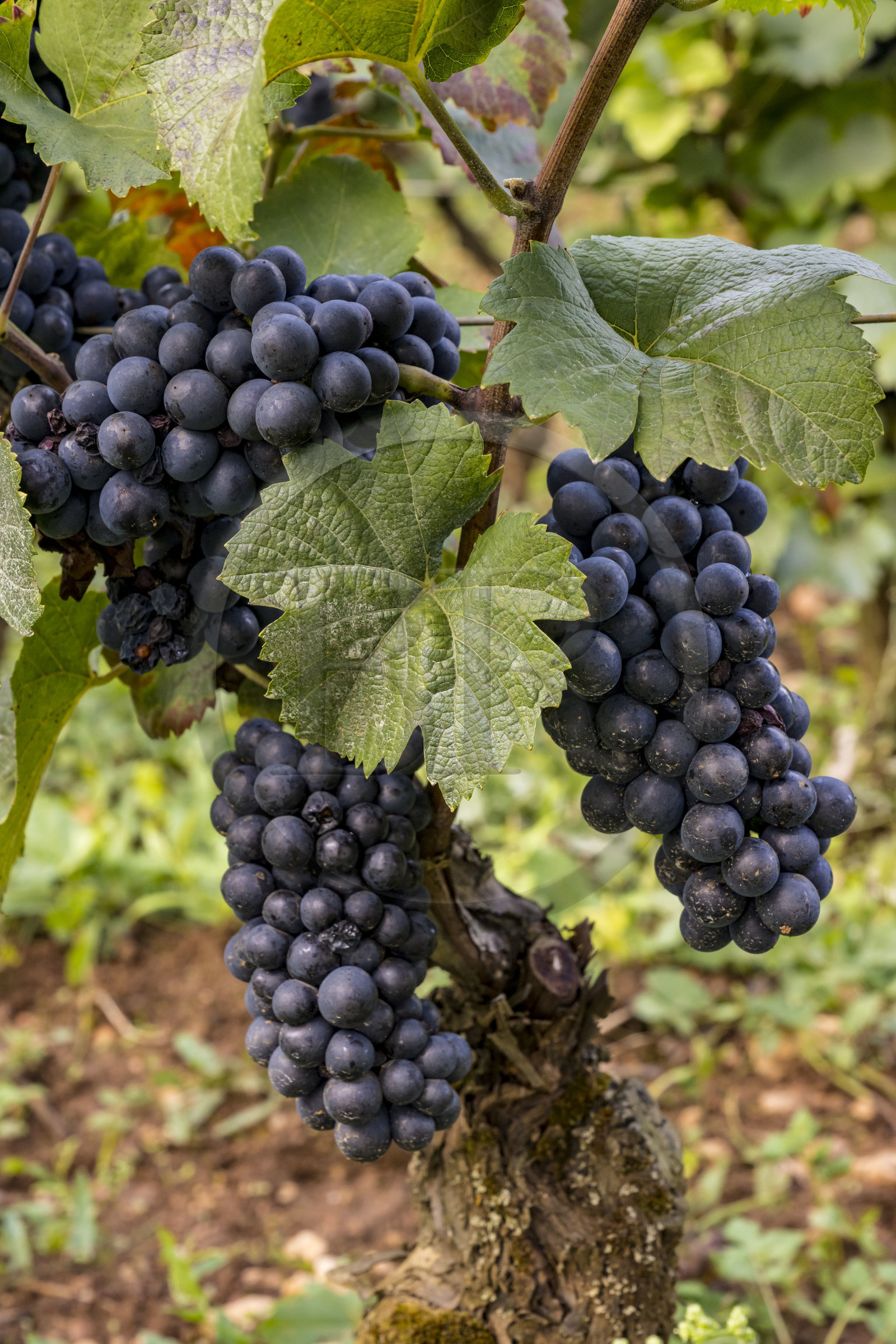 France, Cote d'Or, Climats terroirs of Burgundy listed as World Heritage by UNESCO, Route des Grands Crus, Cote de Beaune vineyard, Beaune La Montagne, vineyards of the Hospices de Beaune le Clos des Avaux, an AOC Beaune 1er cru, bunch of ripe Pinot Noir grapes a few days before the harvest