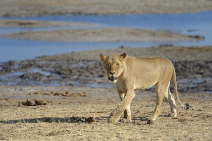 Zimbabwe, province de Matabeleland septentrional, parc national Hwange, lion (Panthera leo) autour d'un point d'eau