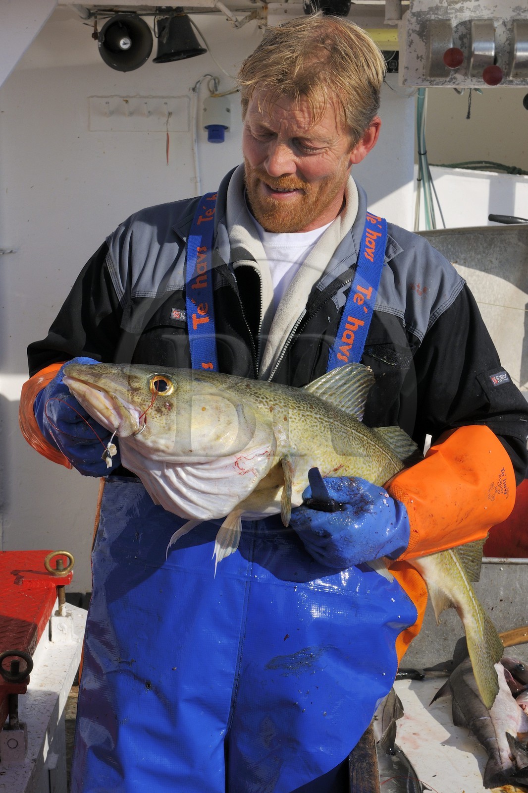 Norvège, Nordland, Îles Lofoten, pêche à la ligne professionnelle