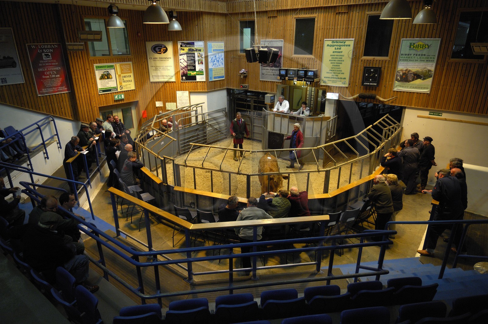 Royaume-Uni, Ecosse, Iles Orcades, Ile de Mainland, vente aux enchère du bétail