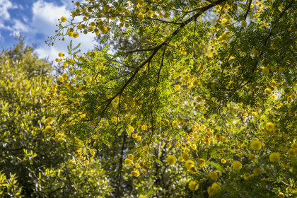 France, Alpes-Maritimes (06), Antibes, Le Jardin Botanique de la Villa Thuret (rattachée à l'INRAE), labellisé Jardin Remarquable et Arbre Remarquable, Mimosa odorant (Vachellia karroo), peut être l'arbre du futur de nos ville avec son port étalé et sa résistance à la chaleur