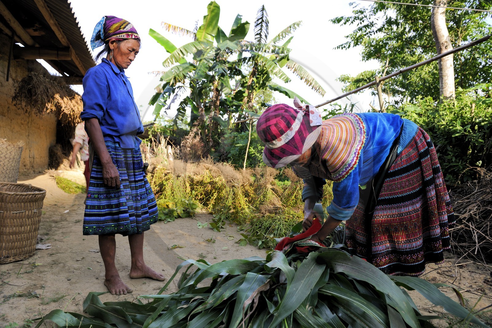 Vietnam, Lao Cai province, Bac Ha district, farmers from the Flower Hmong minority group