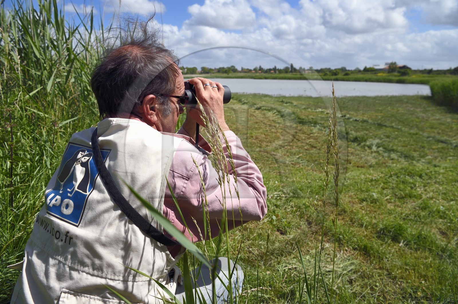 France, Charente-Maritime (17), Rochefort, observation des oiseaux à la Station de Lagunage avec Christophe Boucher, guide de la LPO