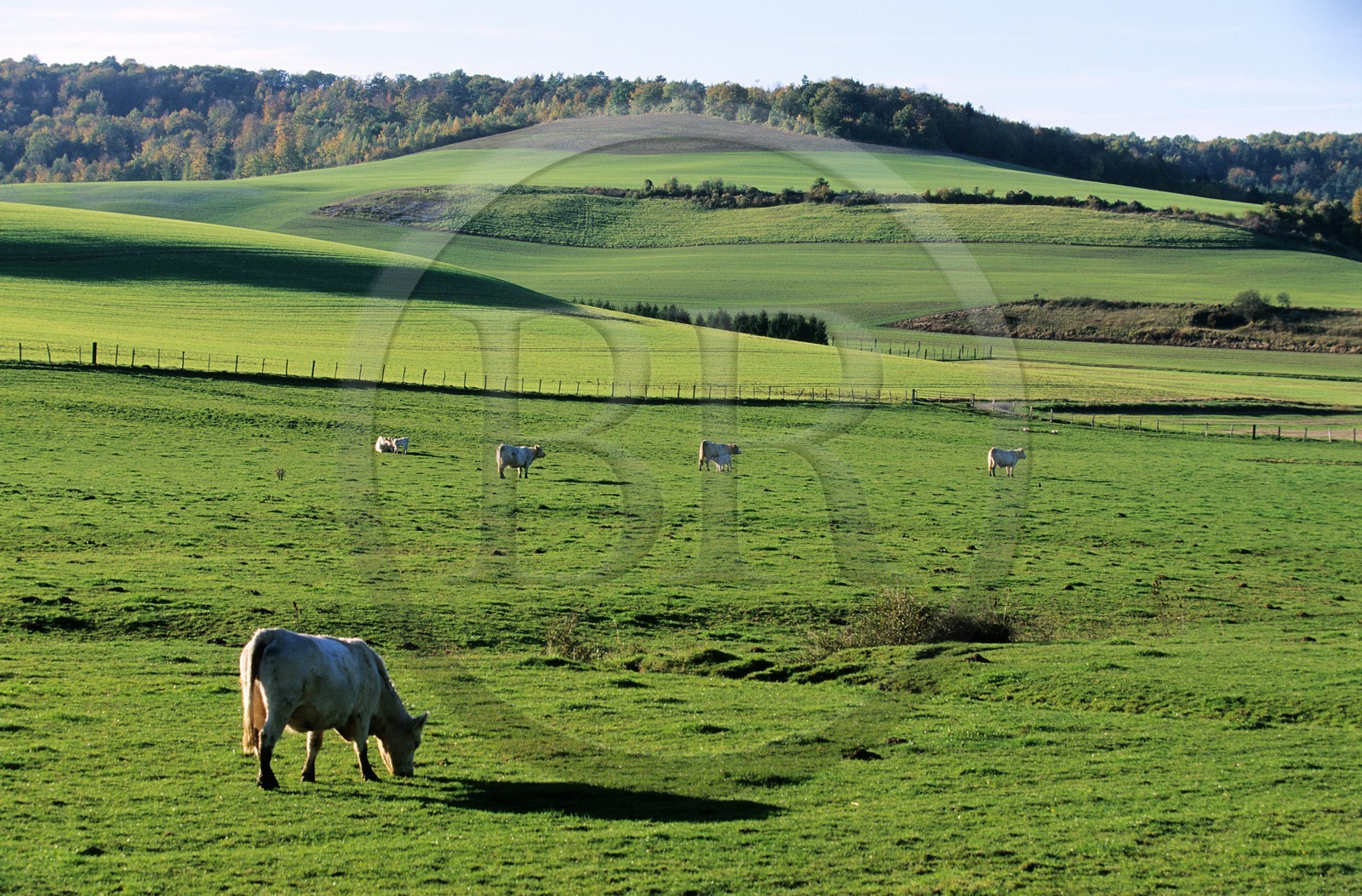 France, Haute-Marne (52), troupeau de vaches dans les près