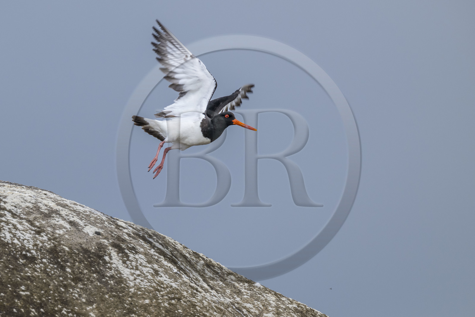 France, Finistère (29), Penmarch, archipel des Étocs, huitrier pie (Haematopus ostralegus)