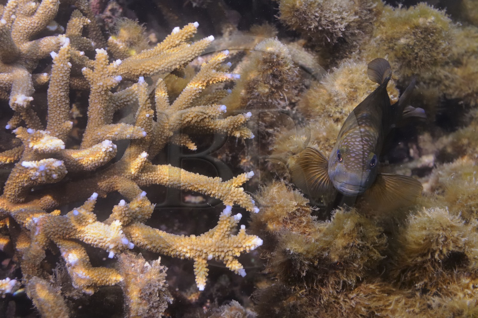 France, Reunion Island (French overseas department), coral reef of Saint Gilles and Ermitage lagoon (underwater view)