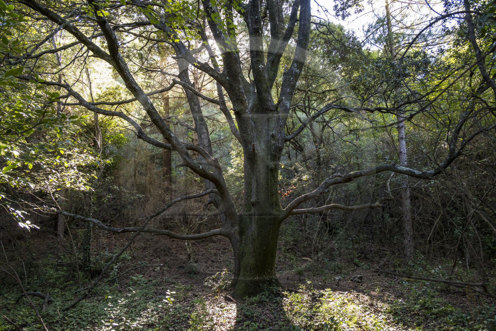 France, Hérault (34), Causses et les Cévennes, paysage culturel de l'agro-pastoralisme méditerranéen, classés Patrimoine Mondial de l'UNESCO, Saint-Guilhem-le-Désert, labellisé Les Plus Beaux Villages de France, chêne vert dans la vallée du Verdus