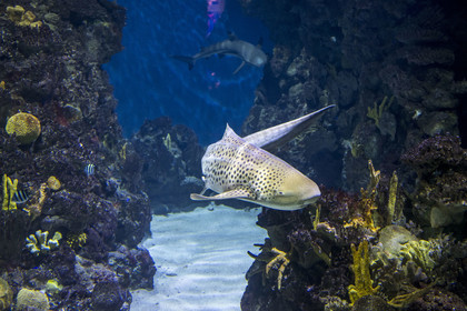 Espagne, Catalogne, Barcelone, Port Vell, l'aquarium,  Requin-zèbre devenu Requin-léopard une fois adulte (Stegostoma tigrinum)