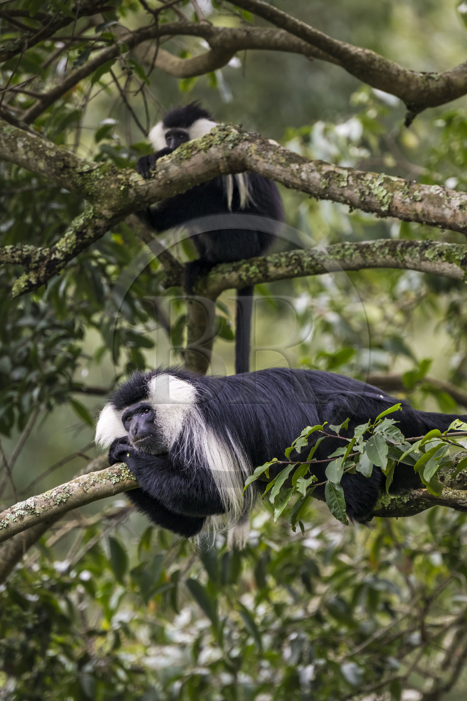 Rwanda, Province de l’Ouest, Gisakura, Parc national de Nyungwe, Colobes de Ruwenzori (Colobus angolensis ruwenzorii) pendant un safari à pied dans la forêt tropicale humide naturelle