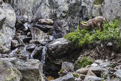 France, Alpes-Maritimes, Parc National du Mercantour (Mercantour national park), Haute Vesubie, Saint Martin Vesubie, Val du Haut Boréon, female Alpine ibex (Capra ibex) near Lake Trecolpas