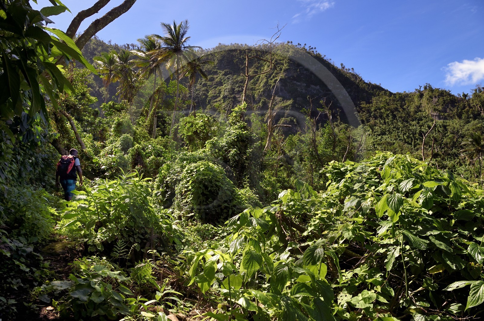 Caribbean, Dominica Island, hiker on segment 13 of the Waitukubuli National Trail in the north of the island between Pennville and Capuchin