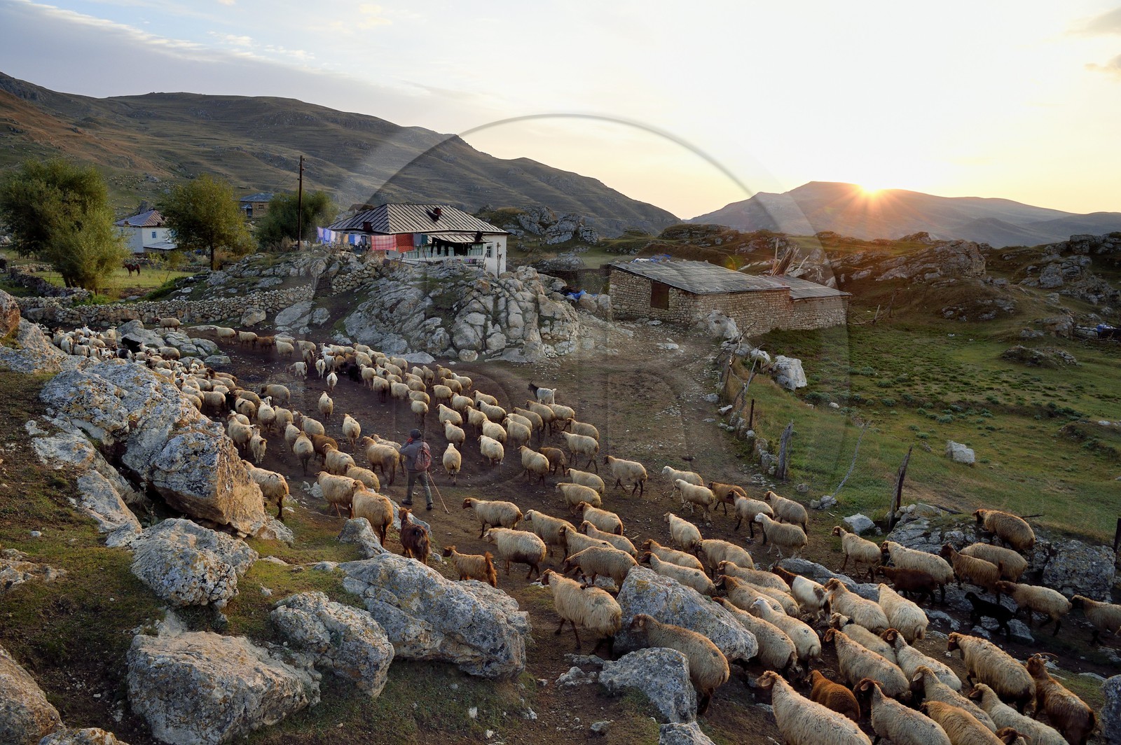 Azerbaïdjan, région de Quba (Guba), chaine de montagne du Grand Caucase, village de Giriz à l'aube, départ des moutons pour les prés