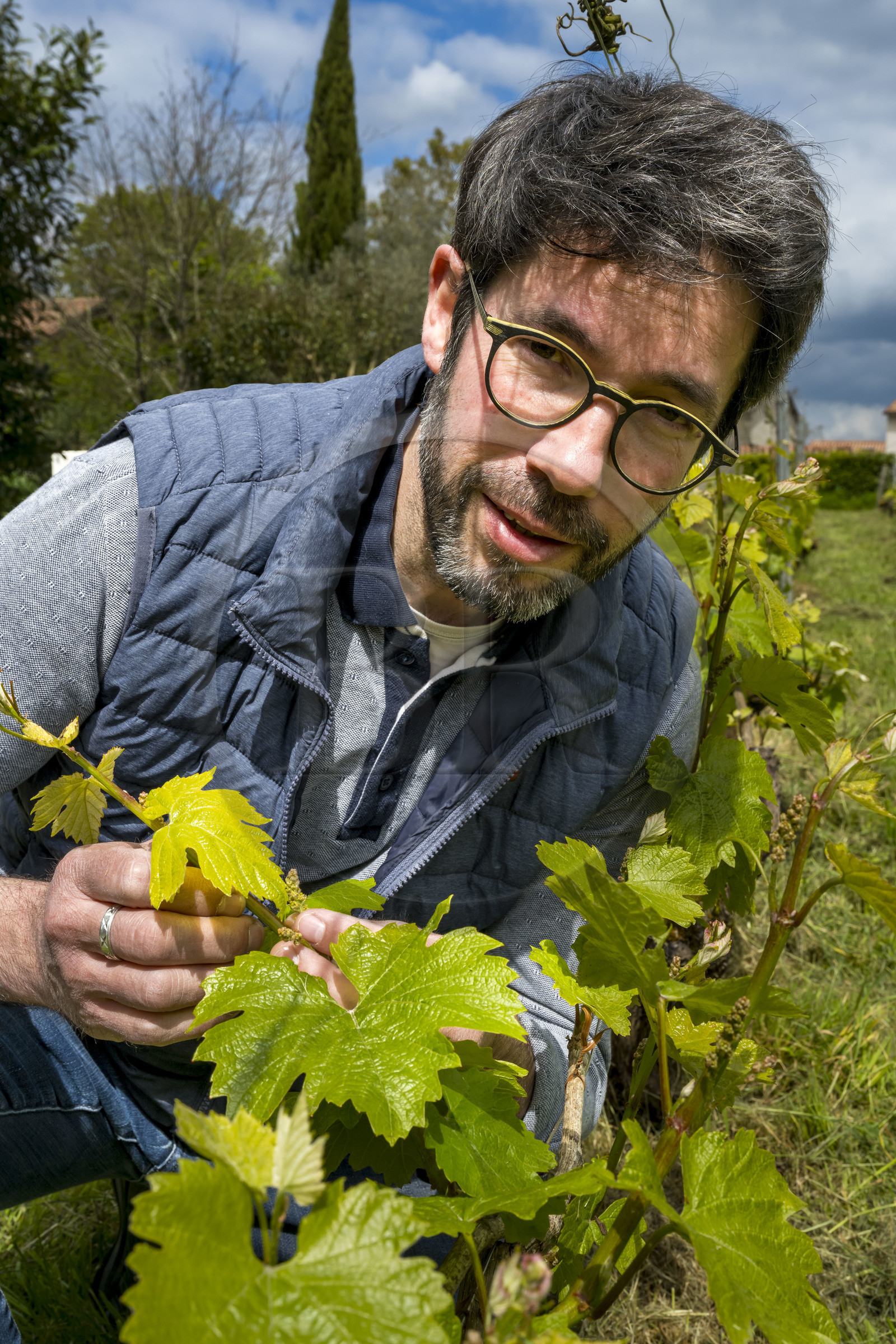 France, Vendée (85), Pissotte, le vigneron Mathieu Coirier produit du vin AOC fief vendéen certifié bio