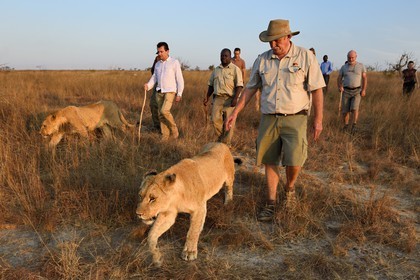 Zimbabwe, province des Midlands, Gweru, Antelope Park qui abrite ALERT (African Lion and Environmental Research Trust), marche à pied en compagnie de lions dans la brousse, le managing director Gary Jones au premier plan