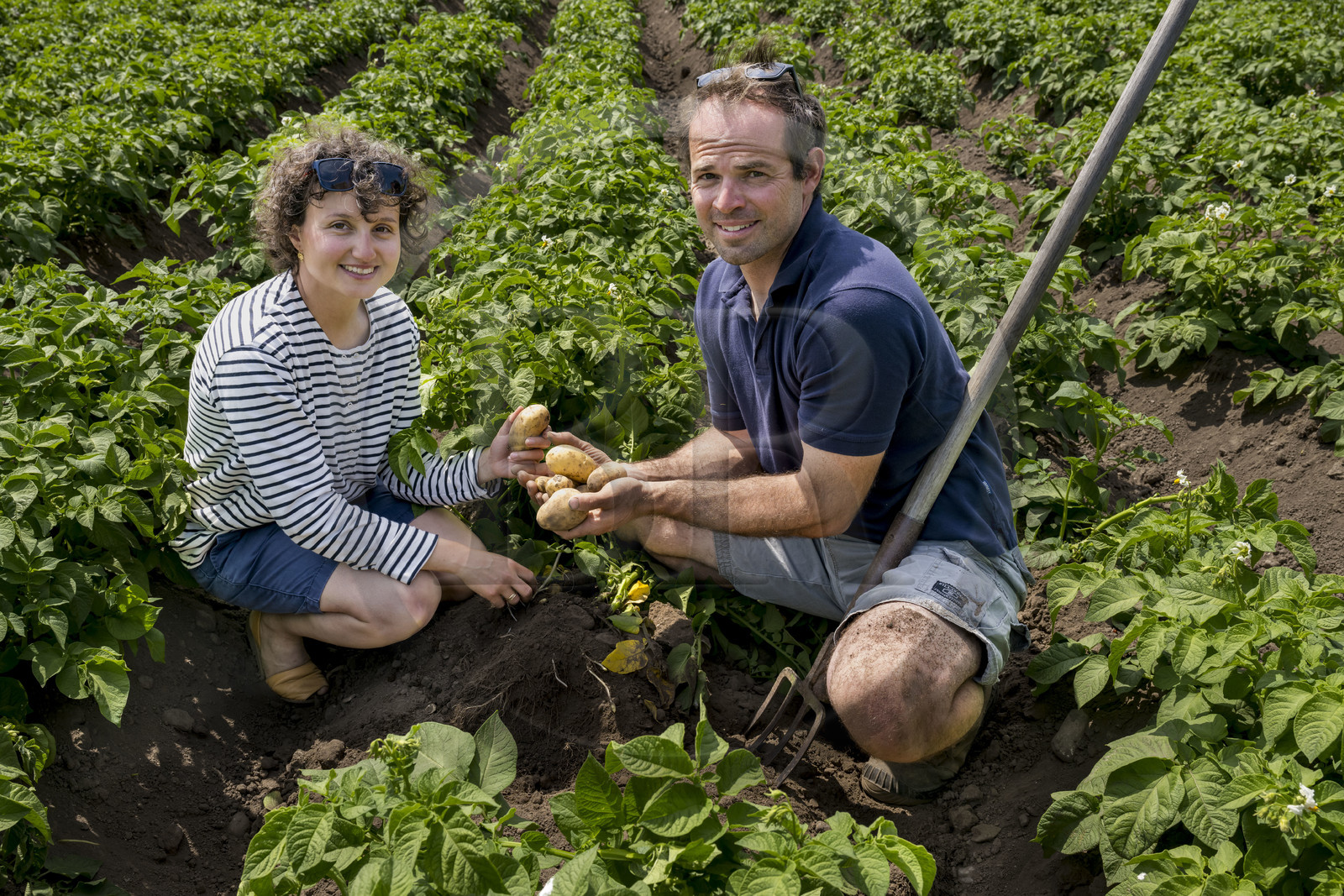 France, Finistère (29), Mer d'Iroise, archipel de Molène, Ile de Quéménès, ferme de Quéménès bio et autonome en énergie, les agriculteurs Amélie Goossens et Etienne Menguy dans leur champ de pommes de terre