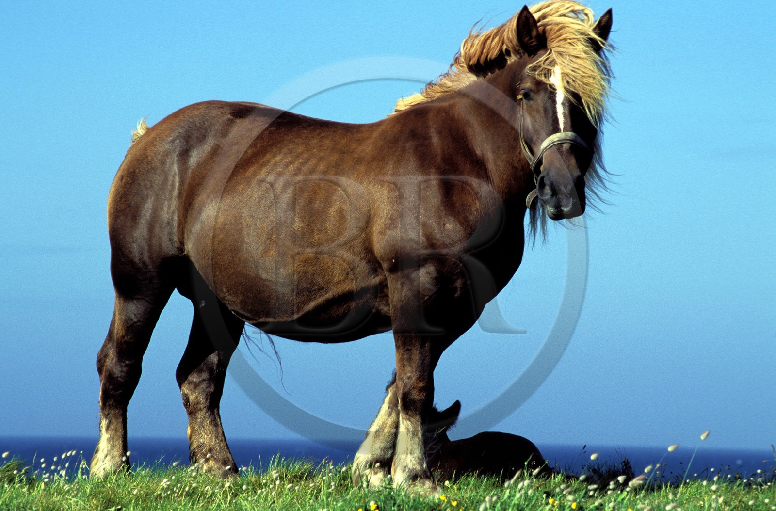 France, Finistere, Batz Island, a plough horse (mare) with its foal