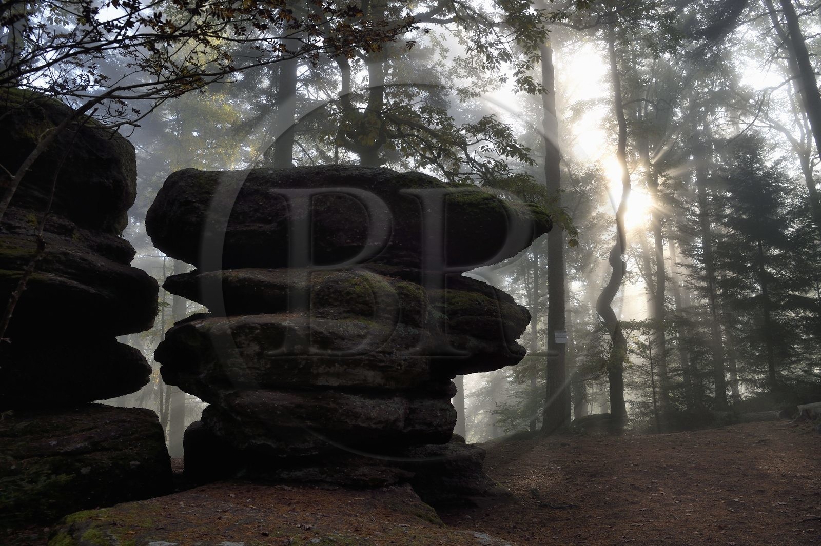 France, Bas Rhin, Mont Saint Odile, hike along the Pagan Wall, sandstone rock in the vestige of a wall probably from the Merovingian period with a total length of eleven kilometers