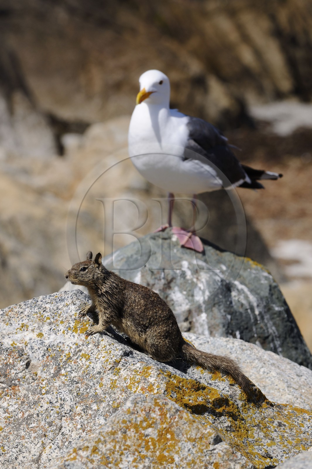 Etats-Unis, Californie, 17 mile drive, écureuil et mouette