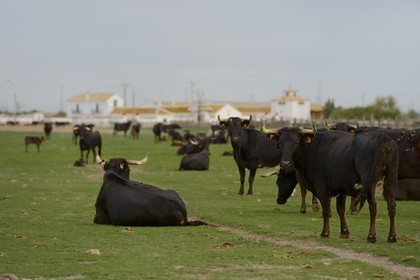 Spain, Andalusia, Seville Province, Utrera, the property El Toruno, breeding of fighting bulls, females and calves are kept away from males