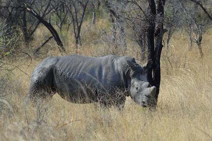 Zimbabwe, Matabeleland South Province, Matobo or Matopos Hills National Park, listed as World Heritage by UNESCO, White Rhinoceros (Ceratotherium simum), adult male of about 15 years