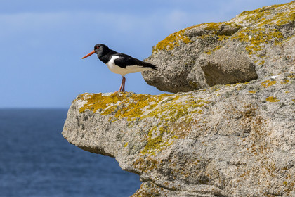 France, Finistère (29), Pays des Abers, Ile Vierge dans l'archipel de Lilia, huitrier pie (Haematopus ostralegus)