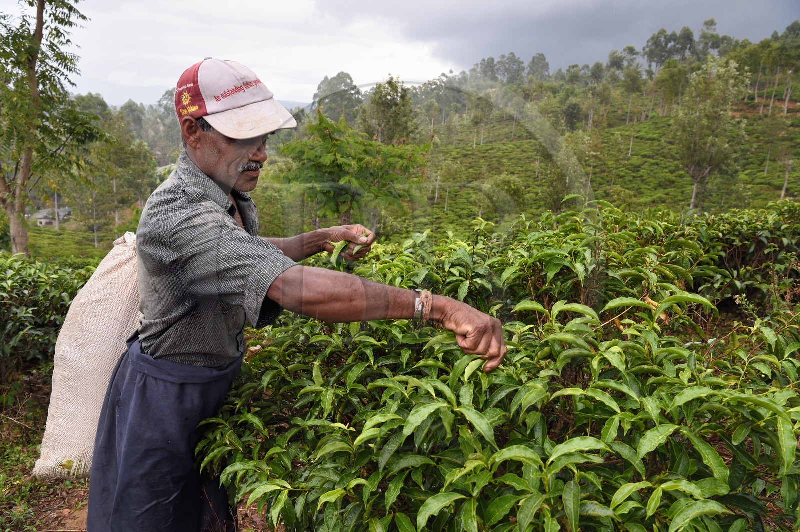 Sri Lanka, Province d'Uva, Bandarawela, cueillette des feuilles dans une plantation de thé