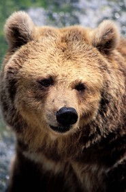 France, Hautes-Pyrénées (65), Saint-Lary-Soulan, ours brun à la maison de l' ours
