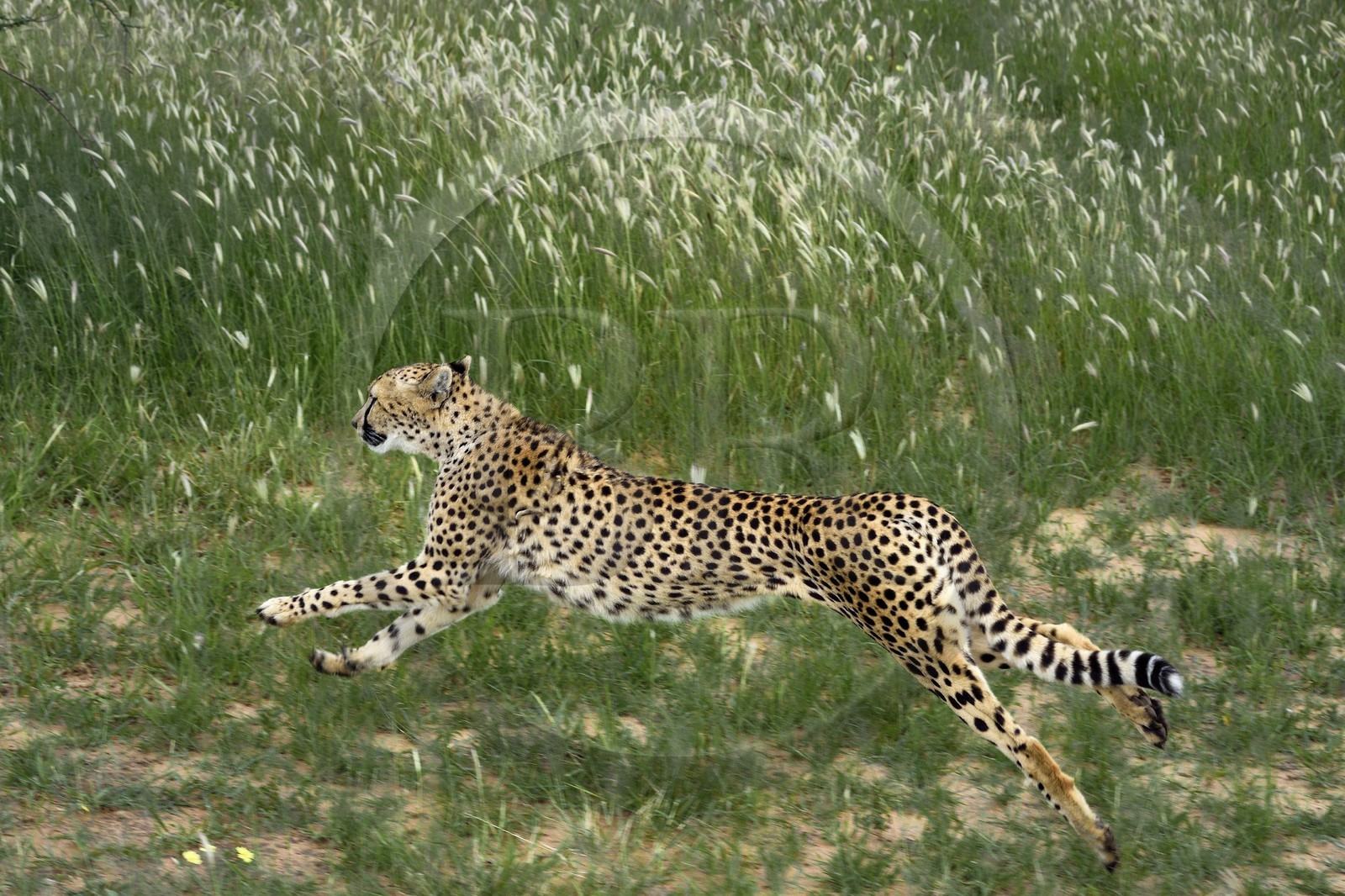 Namibie, Otjiwarongo, Cheetah Conservation Fund, centre de recherche et d'éducation, guépard (Acinonyx jubatus) entrainé à courir pour rester en forme et sain