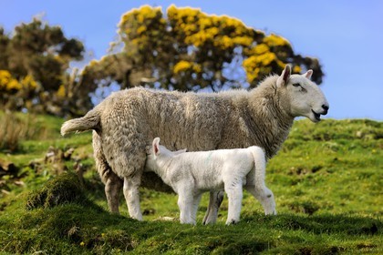 United Kingdom, Scotland, Highlands, Hebrides, Isle of Skye, sheep and lamb