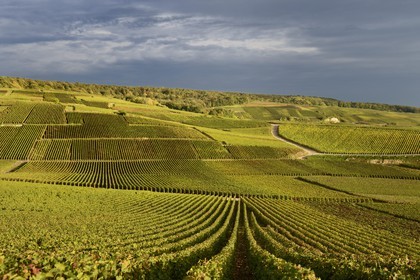 France, Marne (51), Parc Naturel Regional de la Montagne de Reims, Champillon, vignobles de Champagne