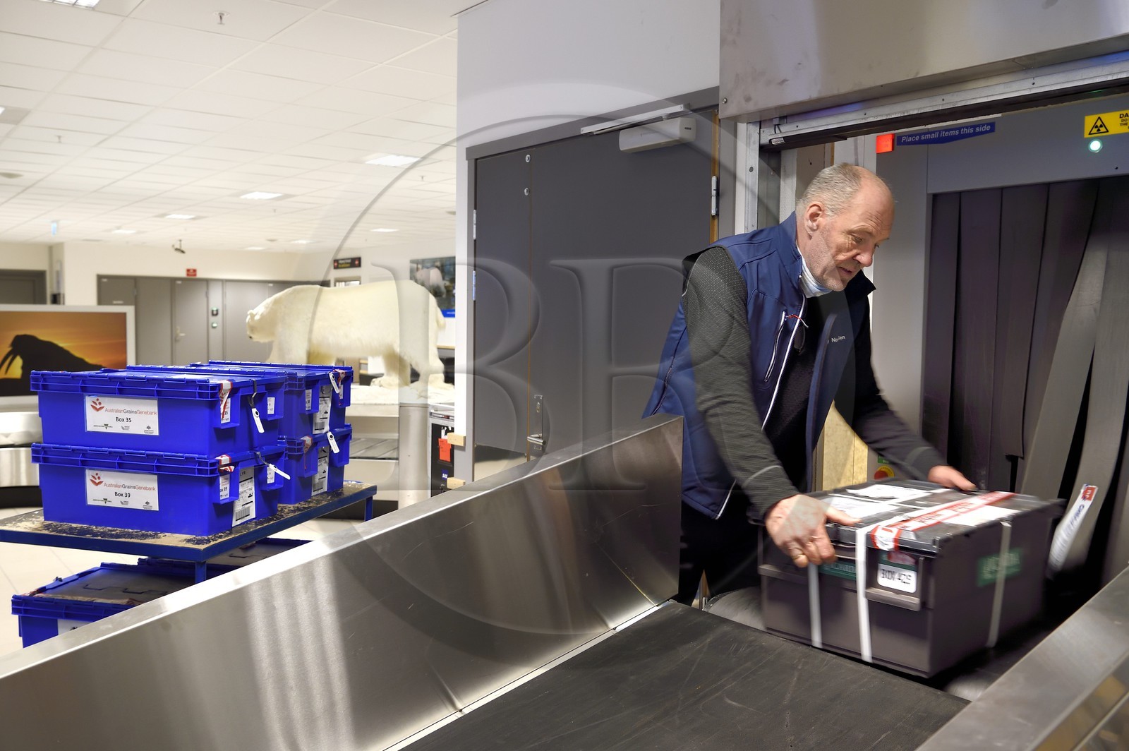 Norvège, Svalbard, Spitzberg, Longyearbyen, la Réserve mondiale de semences du Svalbard (banque de graines du Global Seed Vault), arrivée et passage des semences au controle de l'aéroport effectué par NordGen, un ours blanc polaire en arrière plan