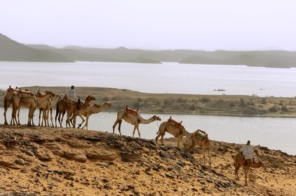 Egypt, Upper Egypt, Lake Nasser, Nubia desert, Wadi es-Sebua site or Valley of the Lions, camel caravan