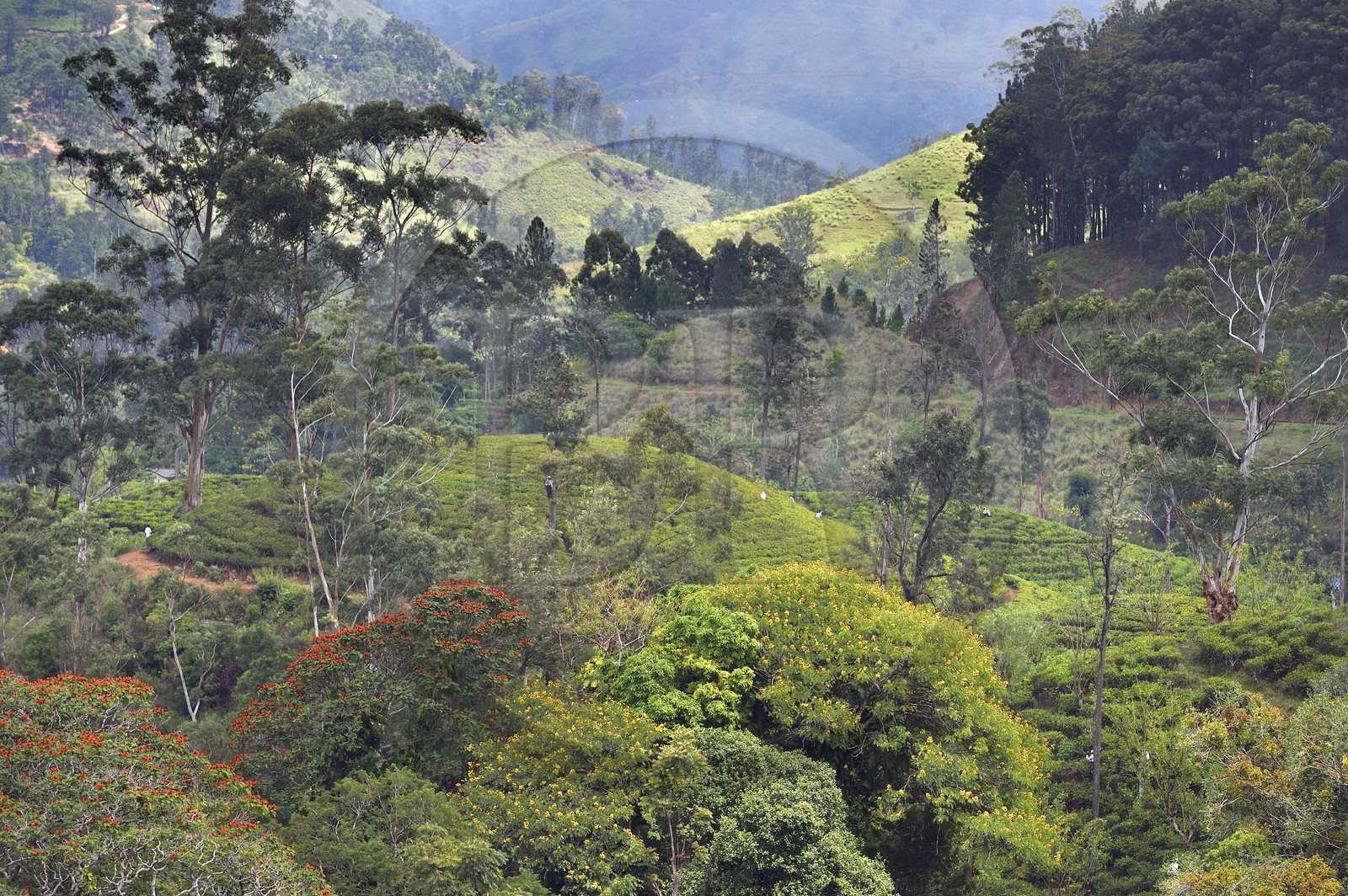 Sri Lanka, Province d'Uva, Ella, cueillette du thé dans une plantation, au premier plan tulipier du Gabon (Spathodea campanulata) aux fleurs rouges et acacia aux fleurs jaunes