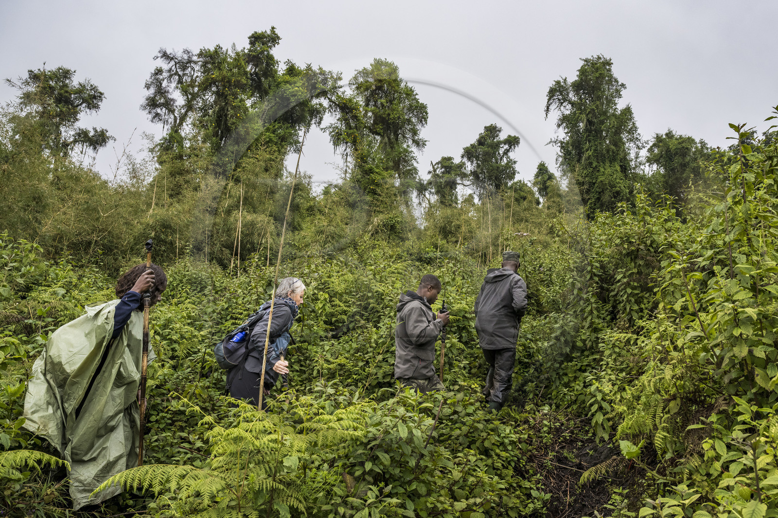 Rwanda, North Province, Volcanoes National Park in the chain of the Virunga Mountains, Mount Karisimbi, park guard and tracker accompanying tourists to meet the mountain gorillas of the Susa group