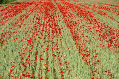 France, Bouches-du-Rhône (13), Mallemort, champ de coquelicots