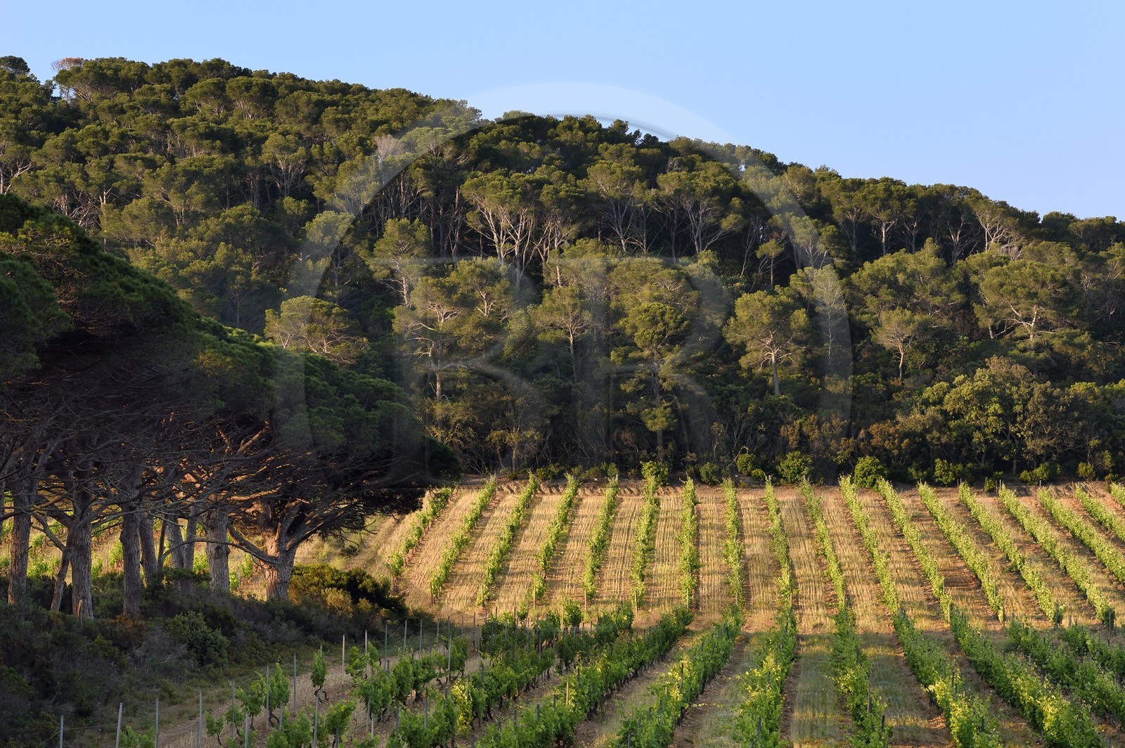 France, Var, Iles d'Hyeres, Parc National de Port Cros (National park of Port Cros), Porquerolles island, vineyards in the Porquerolles plain