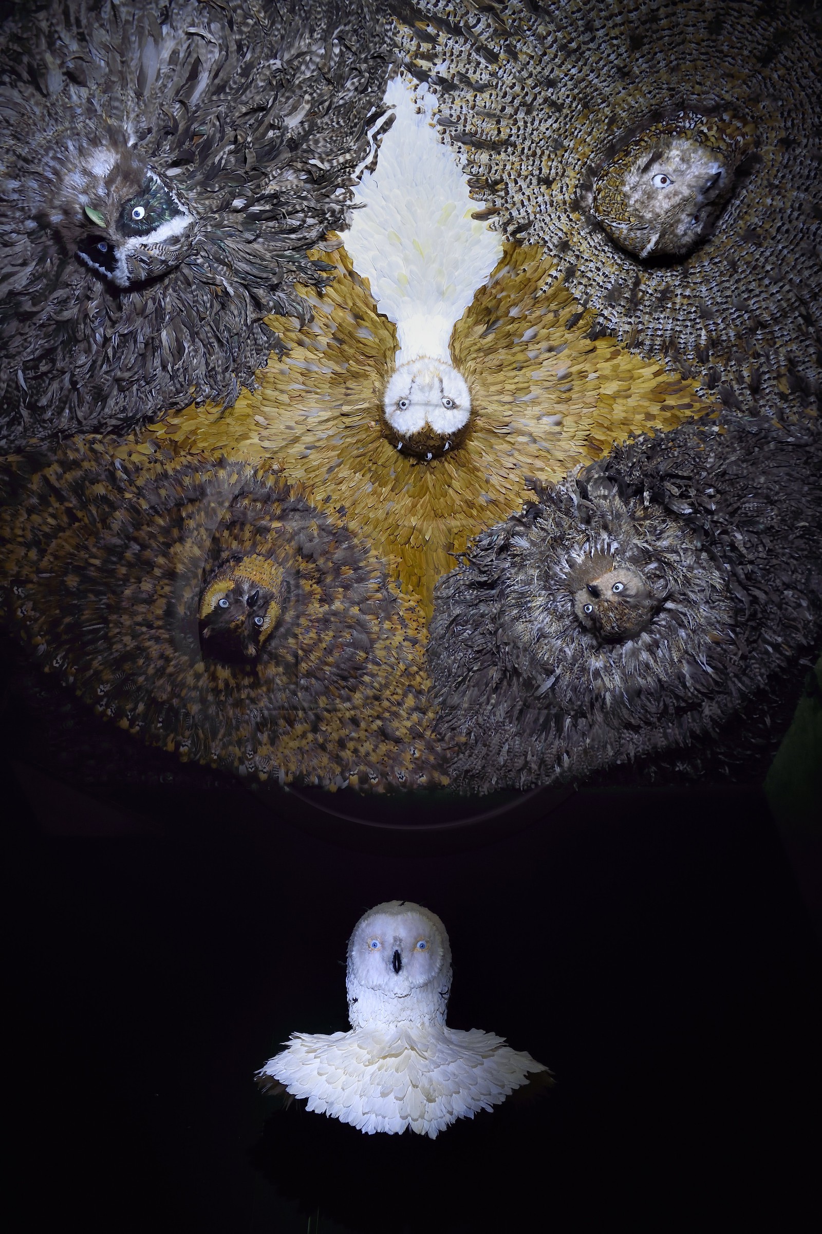 France, Paris (75), quartier du Marais, le musée de la Chasse et de la Nature dans l’hôtel de Guénégaud, la nuit de Diane installation de l’artiste anversois Jan Fabre