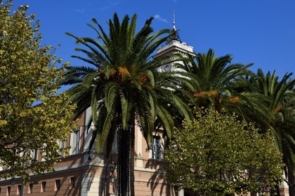 France, Corse du Sud, Ajaccio, the city hall on place Maréchal Foch