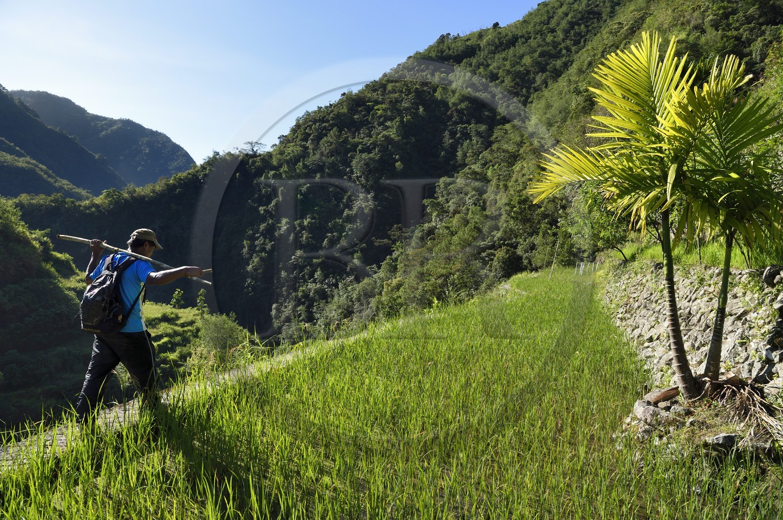 Philippines, province d'Ifugao, les rizières en terrasses de Banaue autour du village de Cambulo, classées Patrimoine Mondial de l'UNESCO