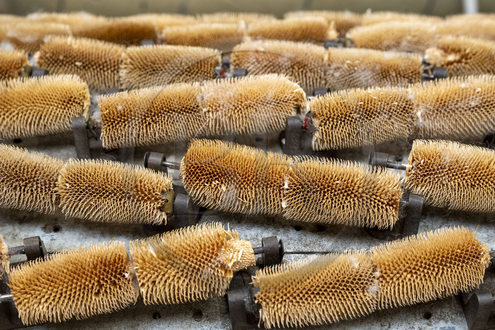 France, Vaucluse, L'Isle sur la Sorgue, Brun de Vian-Tiran Factory, wool textile industry, natural thistles that allow you to scratch the woolly fabric and reveal the fleece, the puffiness and the softness, on a machine called the woolen machine