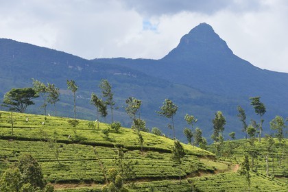 Sri Lanka, center province, Dalhousie, tea plantation at the foot of Adam's Peak