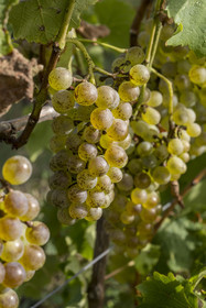 France, Charente Maritime, Oleron island, Saint Georges d'Oléron, hamlet of La Coindrie, colombar grapes a golden white grape variety
