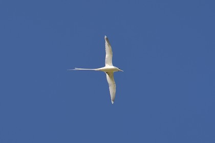 France, Ile de la Reunion, côte sud, Petite-Ile, Paille en queue ou Phaéton à bec jaune (Phaethon lepturus) est un des emblèmes des Mascareignes