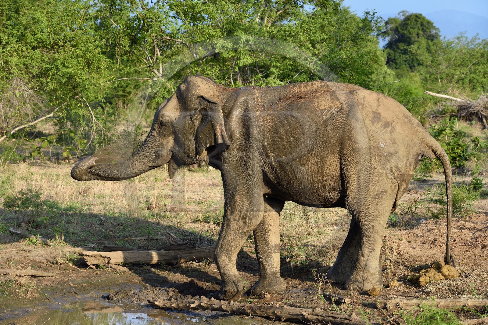 Sri Lanka, Uva Province, Udawalawe National Park, Asian elephant (Elephas maximus)