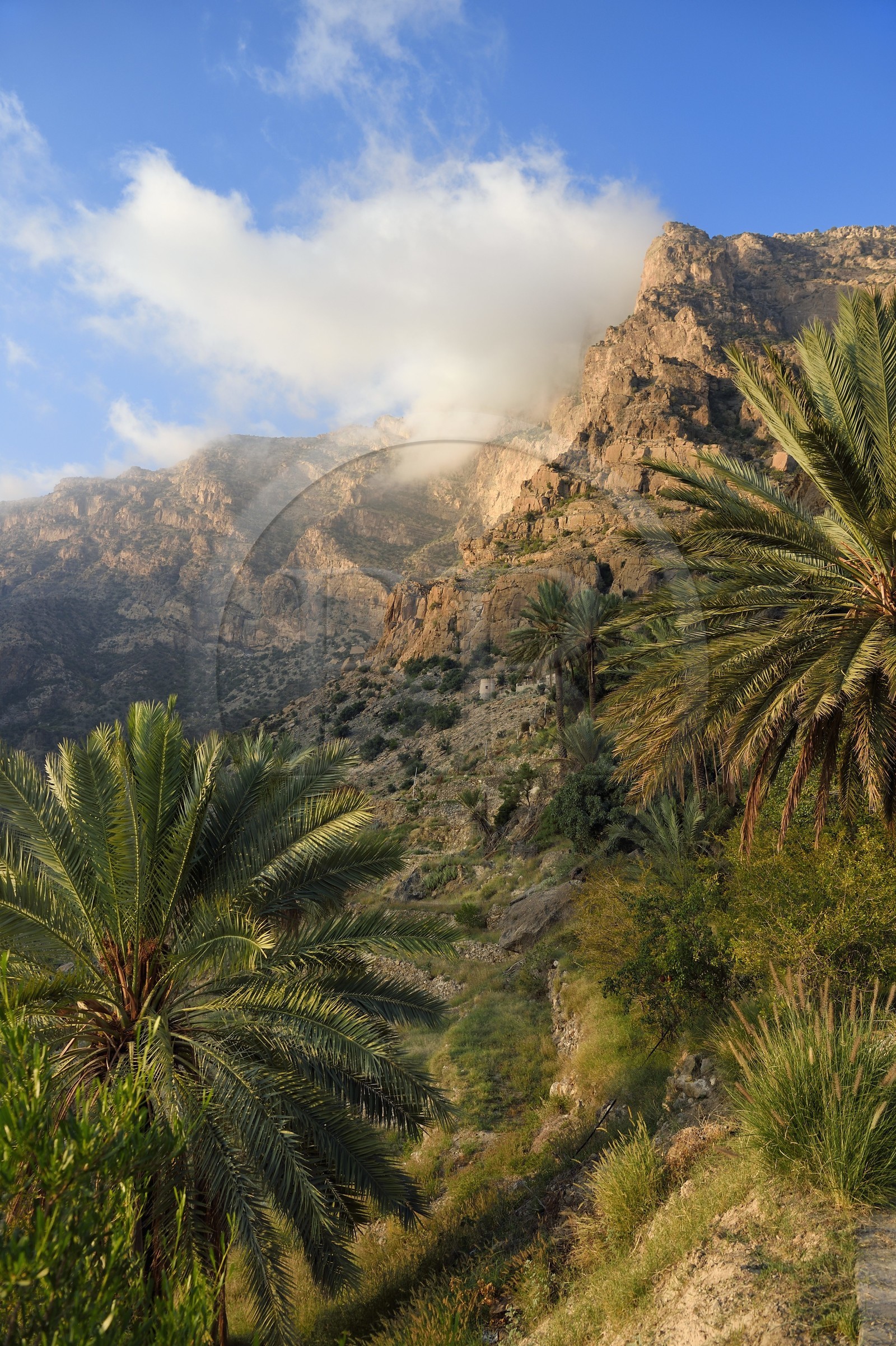 Sultanate of Oman, South Batinah Governorate, Western Hajar, Wadi Mistall, Wakan (Wukan) village, the hiking trail climbs through terraced gardens and along irrigation canals ending at the watchtower, the top of Qarn Wukan (2501m) in the background