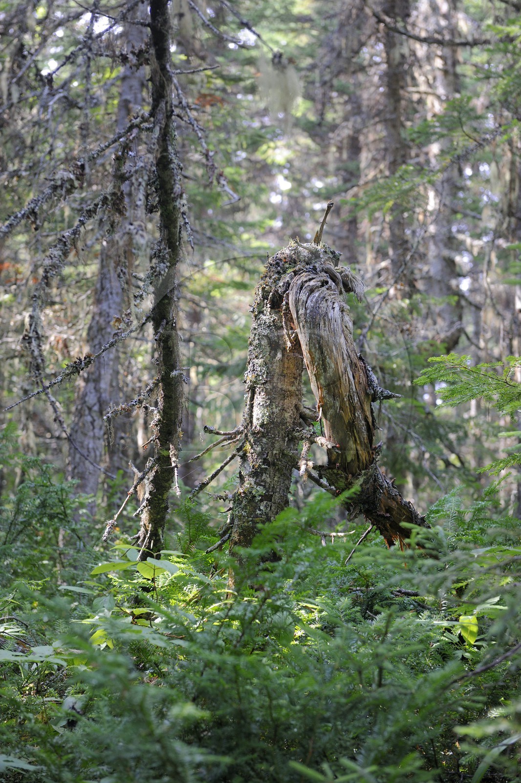 Canada, Quebec Province, North Coast, Havre-Saint-Pierre, Mingan Archipelago National Park in the Gulf of St Lawrence, Boreal forest