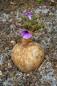 France, Alpes-Maritimes (06), Saint Jean Cap Ferrat, Villa et Jardins Ephrussi de Rothschild, Bowiea volubis de Tanzanie