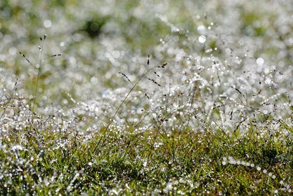 France, île de la Réunion, la rosée du matin